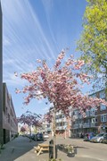 Foto zinkertraat bloesem.jpg